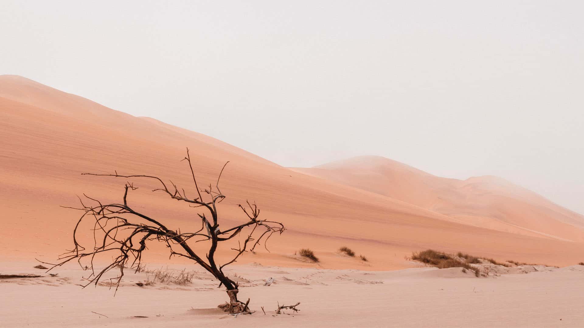 Image of a desert.
