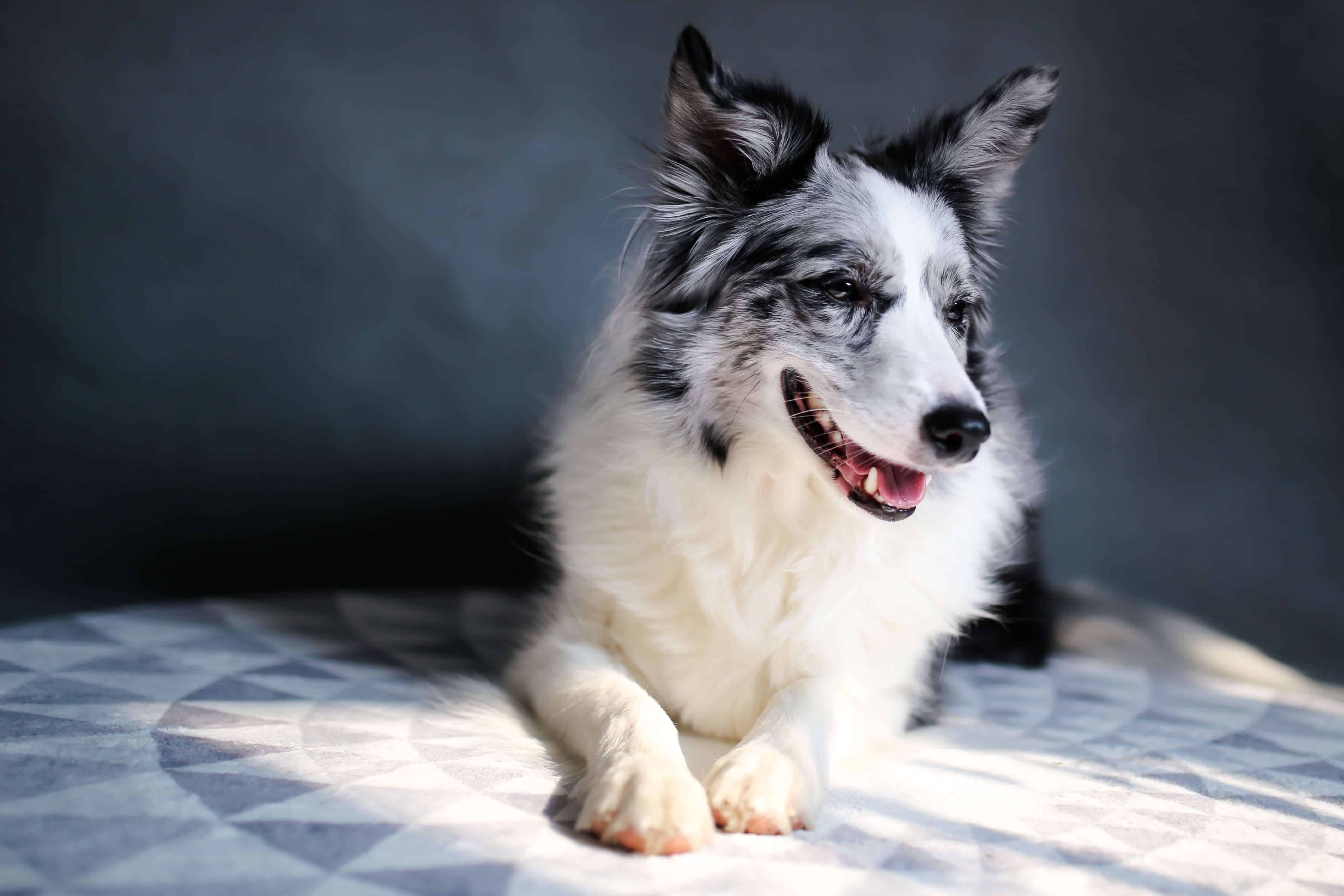 Image of a dog lying down.