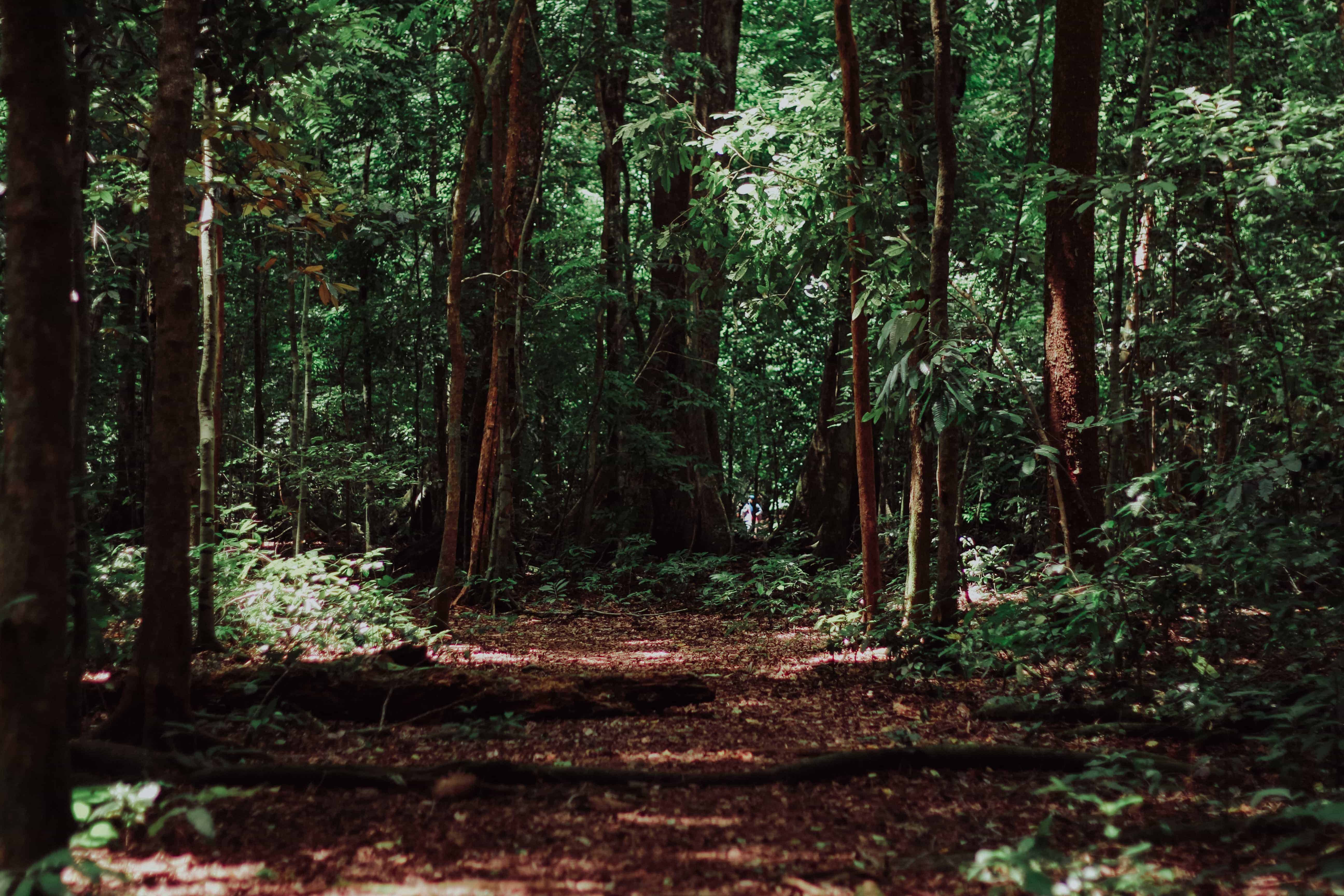 Image of a forest.