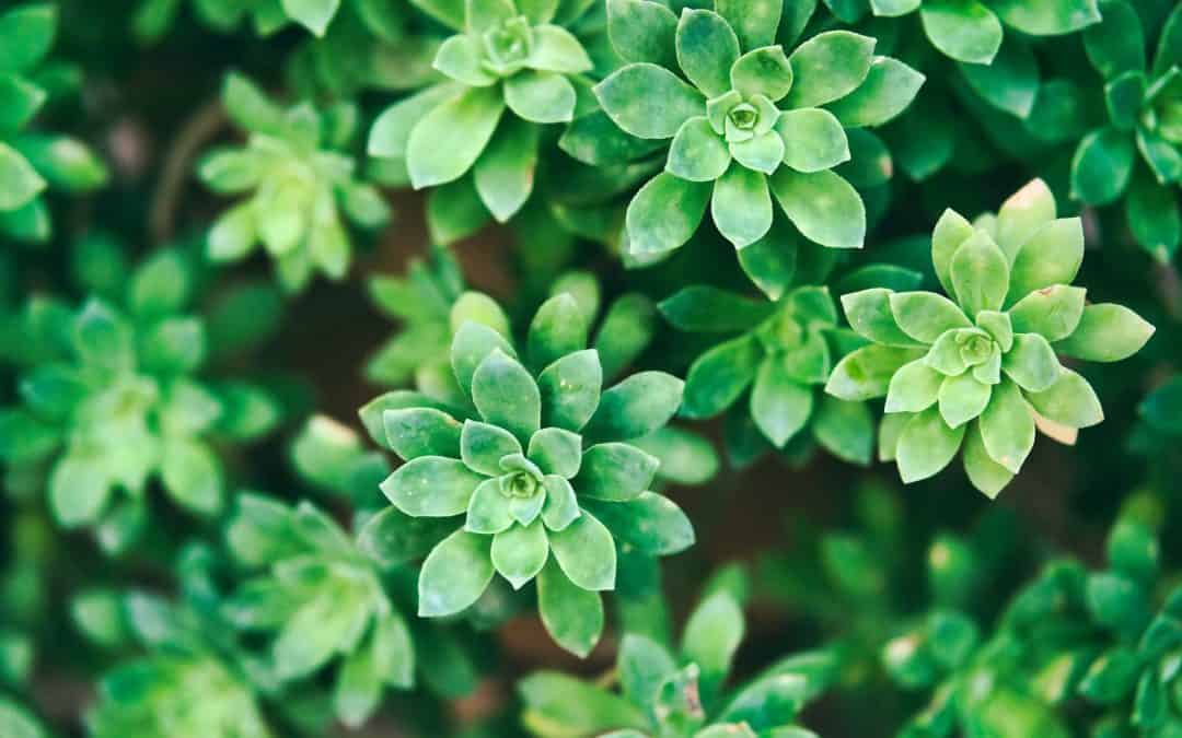 Close up photo of succulents