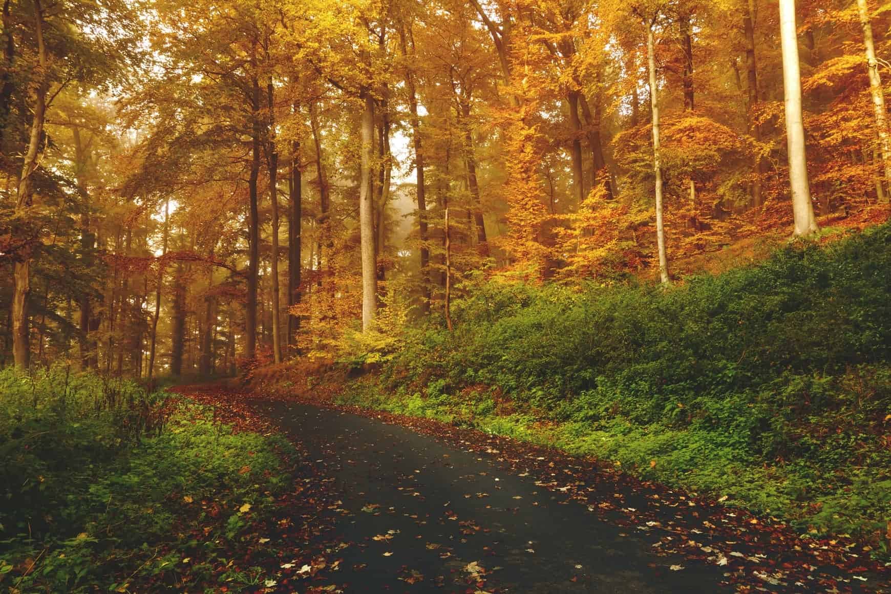 A free theme for WordPress